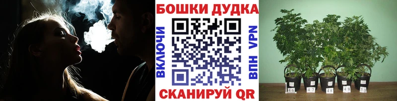 купить наркотики сайты  Светлоград  Канабис планчик 